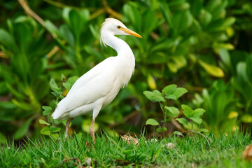 Beautiful white crane with yellow bill and legs Western cattle-egret is walking and foraging in green grass of the garden lawn.