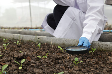 Senior male Agronomist inspects soil and planation plant  in a smart Vegetable Field, Recording...