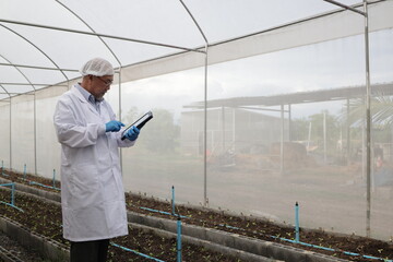 Senior male Agronomist inspects soil and planation plant  in a smart Vegetable Field, Recording...