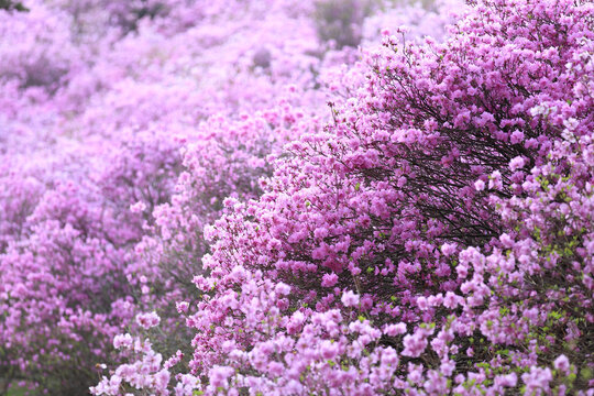 Spring and morning view of pink azalea flowers with branch at Wonmisan Mountain of Wonmi-dong near Bucheon-si, South Korea