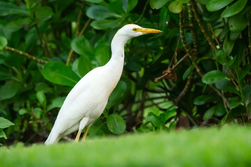 Beautiful white crane with yellow bill and legs Western cattle-egret is walking and foraging in green grass of the garden lawn.