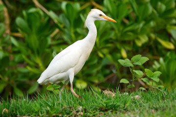 White bird Western cattle-egret is walking in grass.