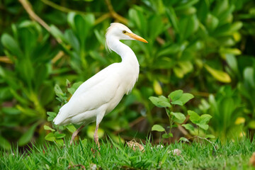 Beautiful white crane with yellow bill and legs Western cattle-egret is walking and foraging in green grass of the garden lawn.