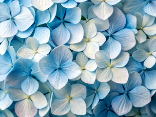 flowers on blue background. flower, nature, purple, flowers, spring, plant, blossom, lilac, blue, violet, floral, beauty, petal, bloom, leaf, frangipani, summer, flora, macro, plumeria, hydrangea, yel