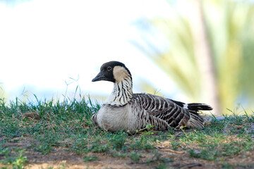 Endangered specie Hawaiian goose is resting in the shade of the park.