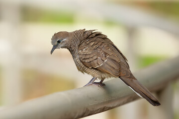 Little cute pigeon Zebra dove is sitting on a fence.