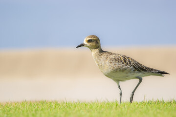 Immature Pacific golden-plover is walking in green grass.