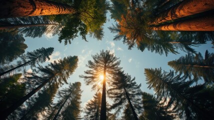 Majestic Sunlit Forest Canopy: A Breathtaking View from Below