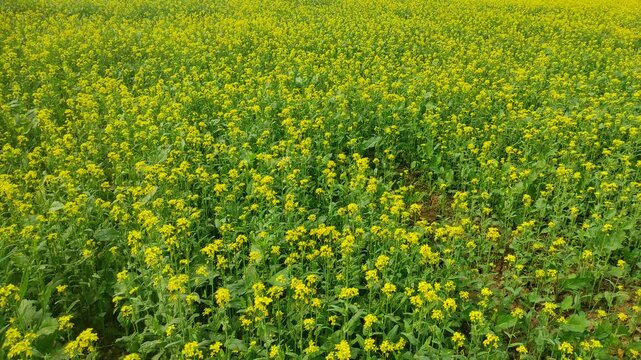 Mustard plants farm ( sarso khet) having yellow growing flower bloom, oilseeds	