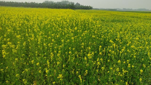 Mustard plants farm ( sarso khet) having yellow growing flower bloom, oilseeds	