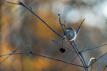 Small Bird 