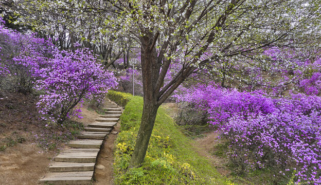 Spring view of white cherry flowers and pink azalea flowers with stairs and walking trail at Wonmisan Mountain of Wonmi-dong near Bucheon-si, South Korea