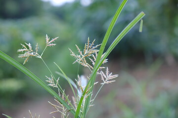Wild Grass Texture with Natural Green Patterns for Mockup Background and Design