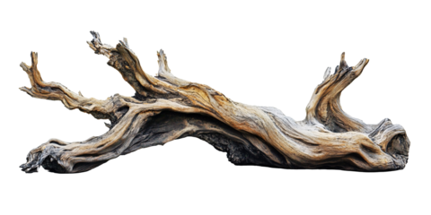 Close-up of a large, intricately weathered driftwood piece against a black background.