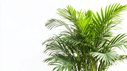 Fototapeta premium a tall, slender palm tree, elegant fronds cascading downward