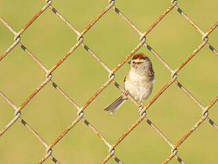 Chipping Sparrow on a Chain Link Fence