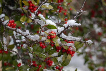 Fototapeta premium Red Holly Berries Covered in Fresh Winter Snow and Ice