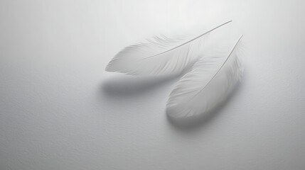 Obraz premium Two Delicate White Feathers Resting Gently