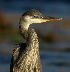 Great Blue Heron on Salt River