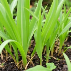 Obraz premium Vibrant Green Plant Seedlings Growing in Rich Soil