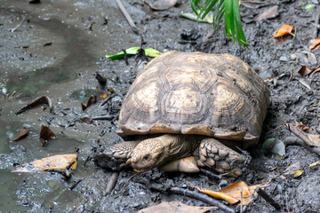 Tortoise on muddy ground in a protected area in Cartagena, Colombia.