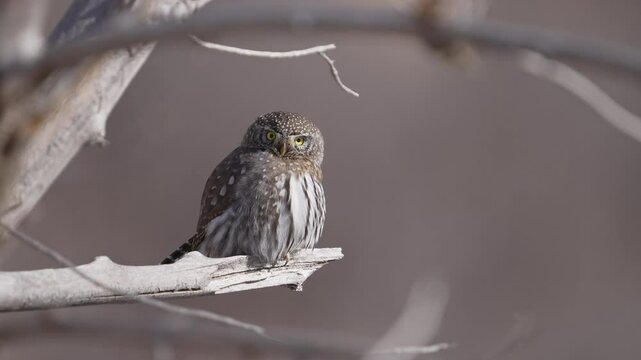 Northern Pygmy Owl perched in a tree looking around in the Utah wilderness as it hunts.