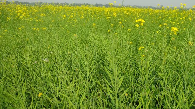Mustard plants farm ( sarso khet) having yellow growing flower bloom, oilseeds	