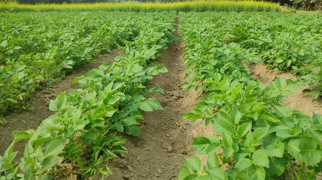"Rich Harvest: The Growth Journey of Mustard Seeds Plant"