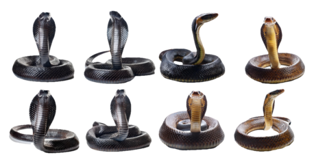 King cobras in various defensive postures isolated on transparent background
