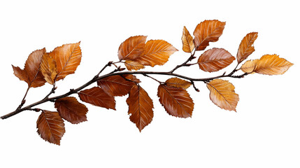Fototapeta premium Branch with Dry Brown Leaves Isolated on a White Background