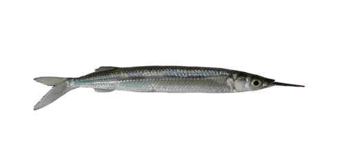 Detailed of a Long Slim Spotted halfbeak Fish with Silvery Skin and Sharp Snout.