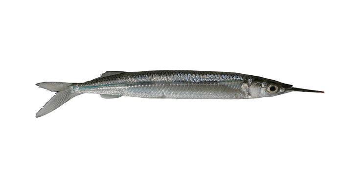 Detailed of a Long Slim Spotted halfbeak Fish with Silvery Skin and Sharp Snout.