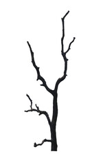 Gnarled Branch of a Tree with Twisted Shape for Nature design.