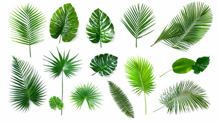 Tropical Green Leaves Collection Isolated on White Background for Design Elements