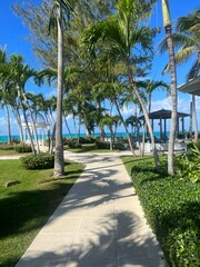 Fototapeta premium Palm trees