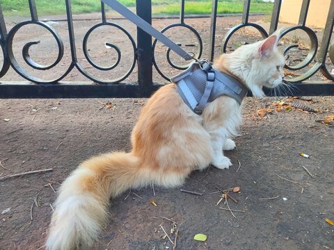Ginger tabby cream Maine Coon cat with thick fur wearing a harness looks anxious because of being outside in a new place.