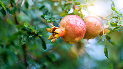 Unripe pomegranate fruits on the tree