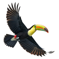 Fototapeta premium flying-keel-billed-toucan bird with transparent background