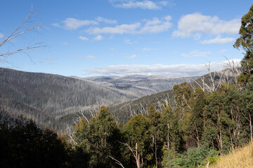  Regeneration After The Bush Fires Around Marysville Victoria 2019.
