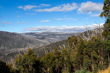  Regeneration After The Bush Fires Around Marysville Victoria 2019.