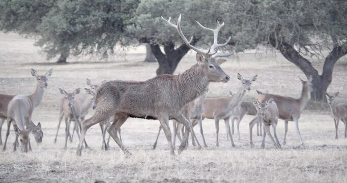 Male red deer controlling the harem females during the rutting season in a Mediterranean forest landscape.