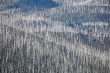 Thousand Of Dead Mountain Ash Tree's With Bush Regeneration After The Bush Fires Around Marysville Victoria 2019.