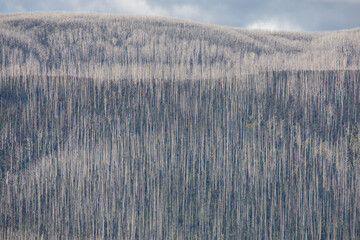 Thousand Of Dead Mountain Ash Tree's With Bush Regeneration After The Bush Fires Around Marysville Victoria 2019.