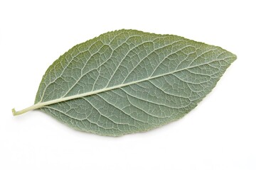 Obraz premium Single green leaf isolated on white background.