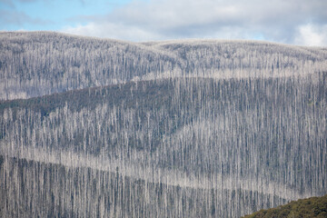 Thousand Of Dead Mountain Ash Tree's With Bush Regeneration After The Bush Fires Around Marysville Victoria 2019.