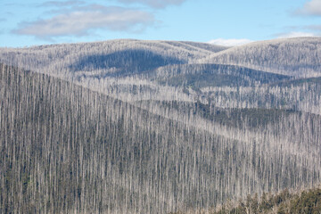 Thousand Of Dead Mountain Ash Tree's With Bush Regeneration After The Bush Fires Around Marysville Victoria 2019.