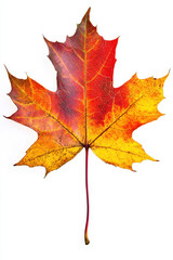 Fototapeta premium Vibrant autumn maple leaf showcasing vivid red and golden hues against a clean white background, highlighting its intricate veins and crisp texture.