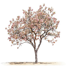 Obraz premium Beautiful Pink Magnolia Tree in Springtime Bloom Against White Background