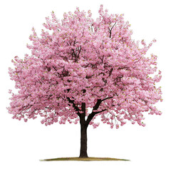 Obraz premium Stunning Blossom Tree with Pink Flowers in Full Blooming Season