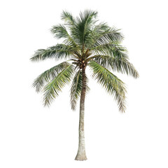 Fototapeta premium Lush Tropical Palm Tree with Vibrant Green Fronds on Isolated Background